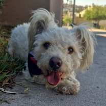 Thumbnail photo of Pickles #2