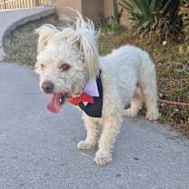 Thumbnail photo of Pickles #3