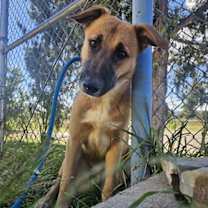 Thumbnail photo of Priscilla #1