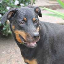 Thumbnail photo of PHOENIX #1