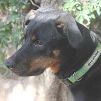 Thumbnail photo of PHOENIX #2