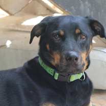 Thumbnail photo of PHOENIX #3