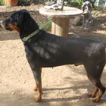 Thumbnail photo of PHOENIX #4