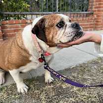 Thumbnail photo of Daisy #1