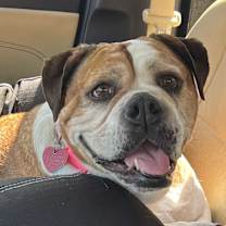 Thumbnail photo of Daisy #4