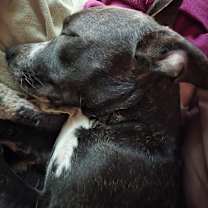 Thumbnail photo of Beau #2