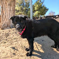 Thumbnail photo of BOBO #2