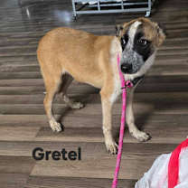 Thumbnail photo of Gretel JuM/JA #2