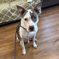 Thumbnail photo of Sisu #2