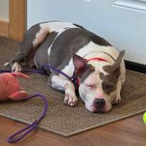 Thumbnail photo of Sisu #3