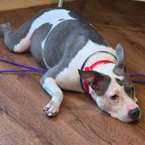 Thumbnail photo of Sisu #4