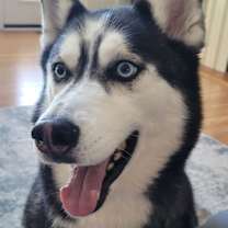 Thumbnail photo of Fenris #1