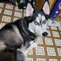 Thumbnail photo of Fenris #2