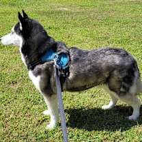 Thumbnail photo of Fenris #3