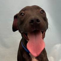 Thumbnail photo of Blue #3