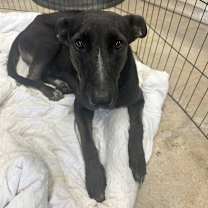 Thumbnail photo of Cleopatra #2