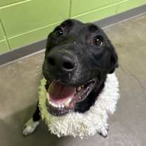 Thumbnail photo of Ra #2