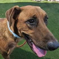 adopt-pet