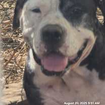 adopt-pet