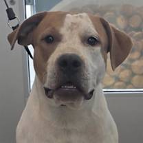 adopt-pet