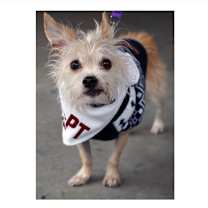 Thumbnail photo of Ginger #2