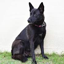 Thumbnail photo of Raven JuM #1