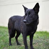 Thumbnail photo of Raven JuM #4