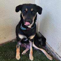 Thumbnail photo of Almond Joy JuM #4