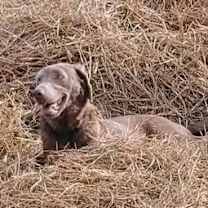 Thumbnail photo of Frankie (Alfonso) #2