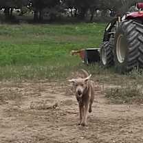 Thumbnail photo of Frankie (Alfonso) #3