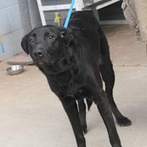 Thumbnail photo of Helen (Spayed) #2