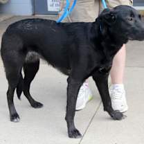 Thumbnail photo of Helen (Spayed) #3