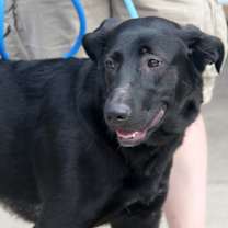 Thumbnail photo of Helen (Spayed) #4