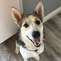 adopt-pet