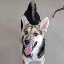 adopt-pet