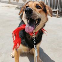 adopt-pet