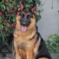 Thumbnail photo of Ghost von Goslar #2