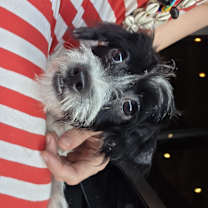 adopt-pet