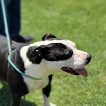 Thumbnail photo of Birdie #2