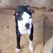 Thumbnail photo of Birdie #4