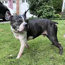 Thumbnail photo of Adam Sebastian-4186GA #3