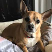 adopt-pet