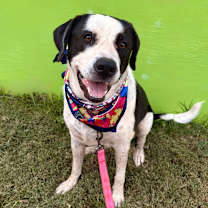 Thumbnail photo of Shrimps #1