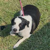 Thumbnail photo of Shrimps #2