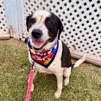 Thumbnail photo of Shrimps #3