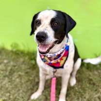 Thumbnail photo of Shrimps #4