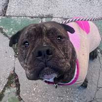 Thumbnail photo of Thor #2