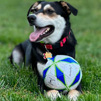 Thumbnail photo of Apollo #1