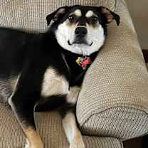 Thumbnail photo of Apollo #2