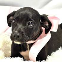 Thumbnail photo of Star Angel #3